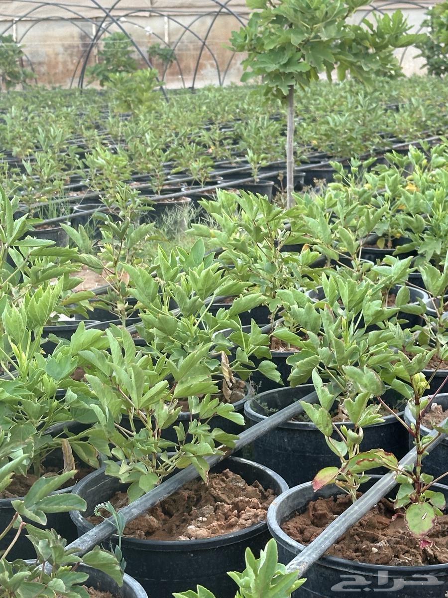 Red and White Roselle Seedlings, Crate 25 and 1663668731841538112
