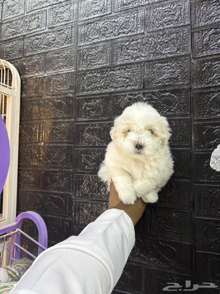 Maltese puppies from me63667911868931111