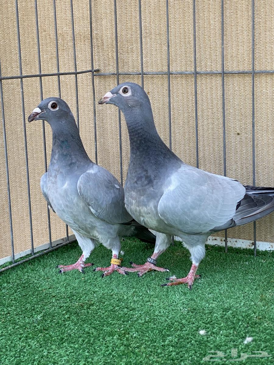 زاجل63672090980353110