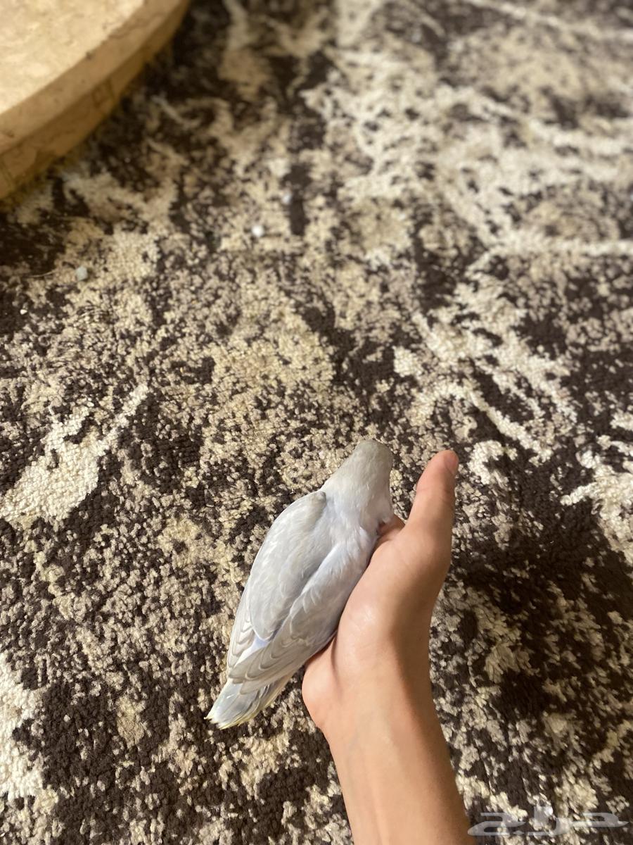 Day-old chicks for sale (Sold)63667807323906112
