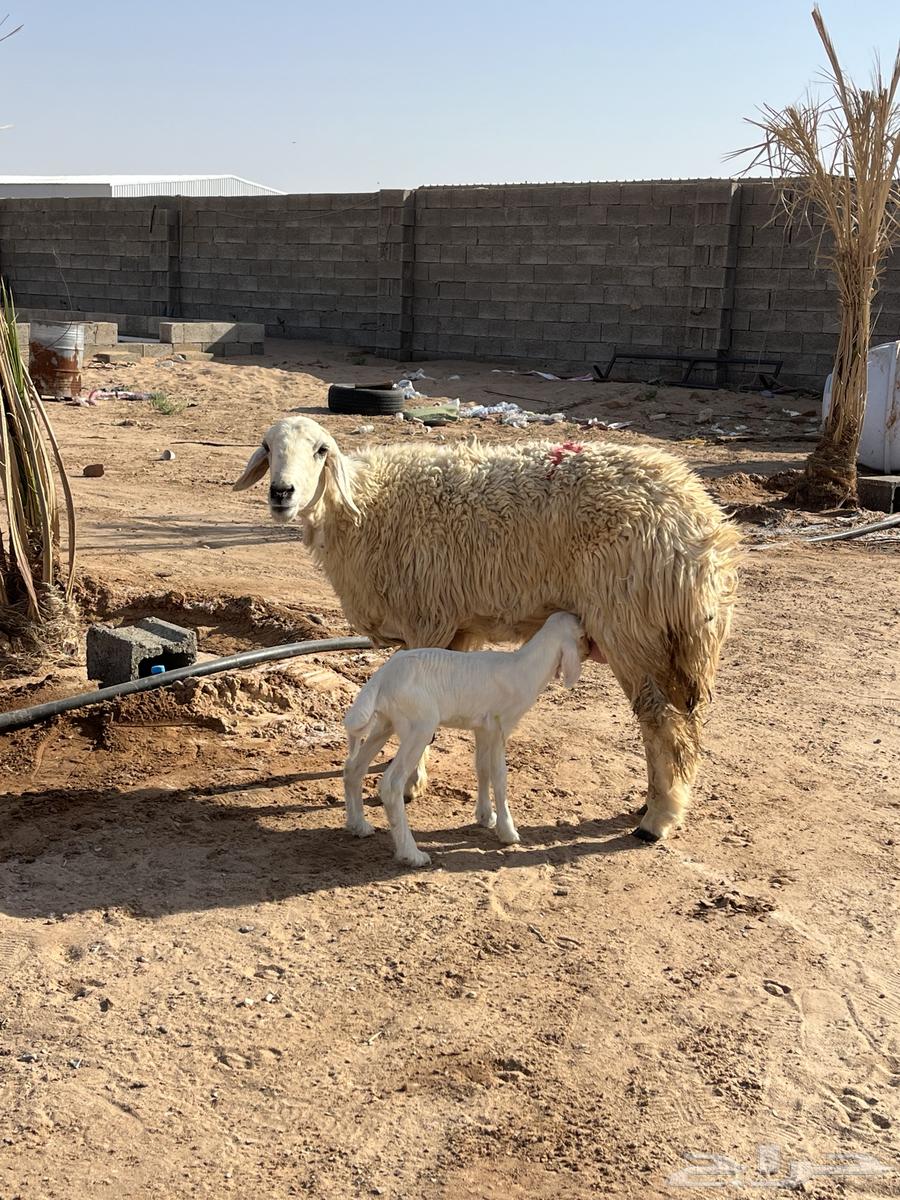 حريه والد63670801980162110