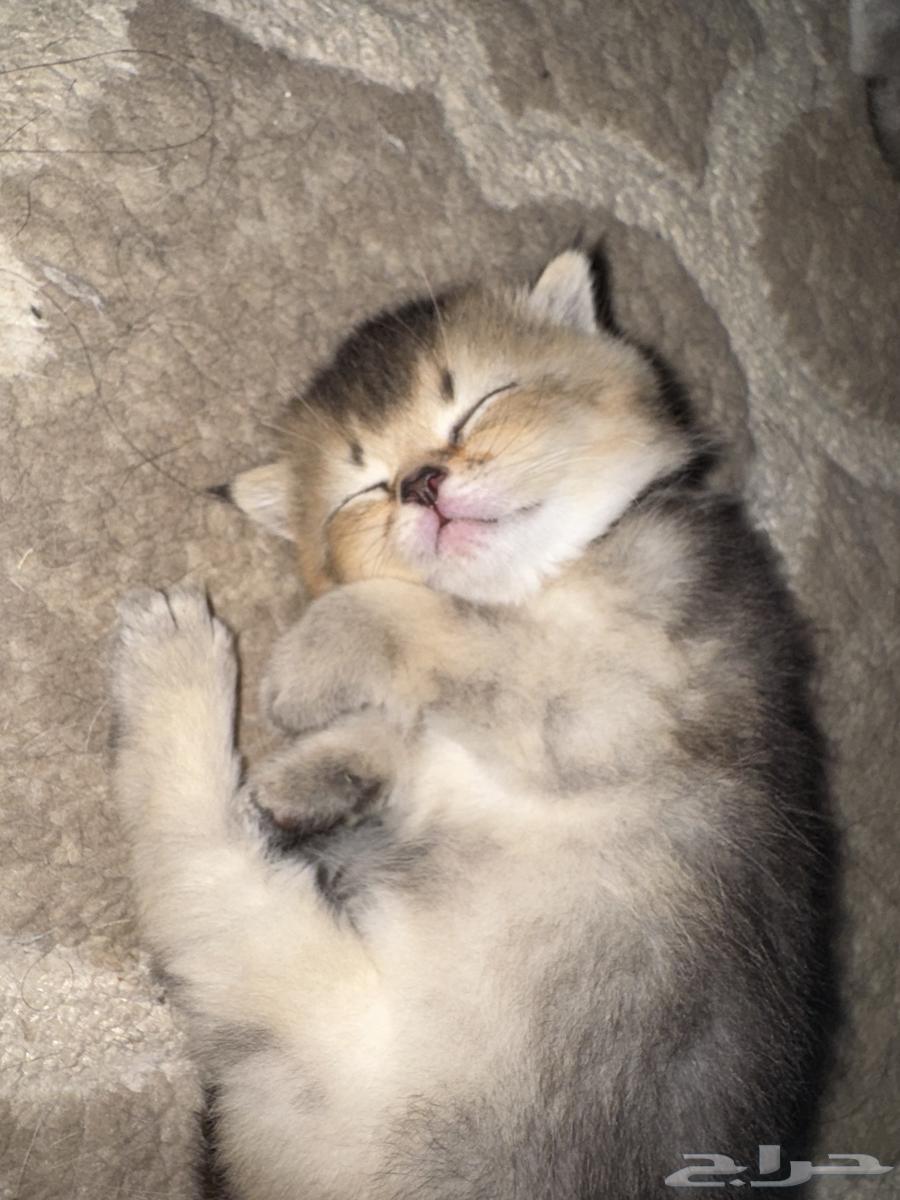 Urgently selling cat Scotch at the lowest price63673474434434114