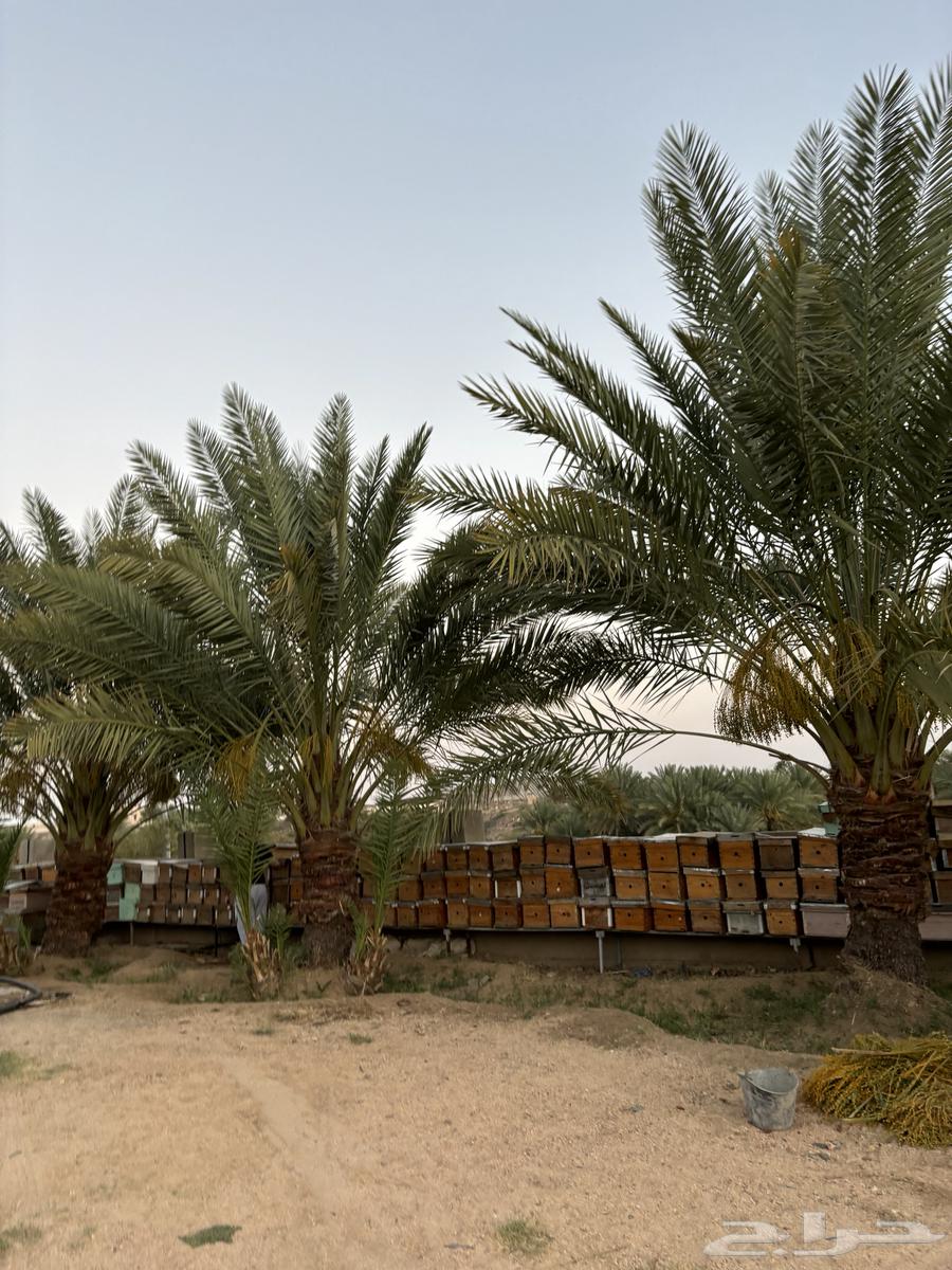 اعواد نحل للبيع نظيفه وفارغه63673992554755111