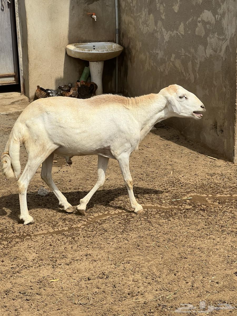 Premium Stallion for Sale63668731702786112
