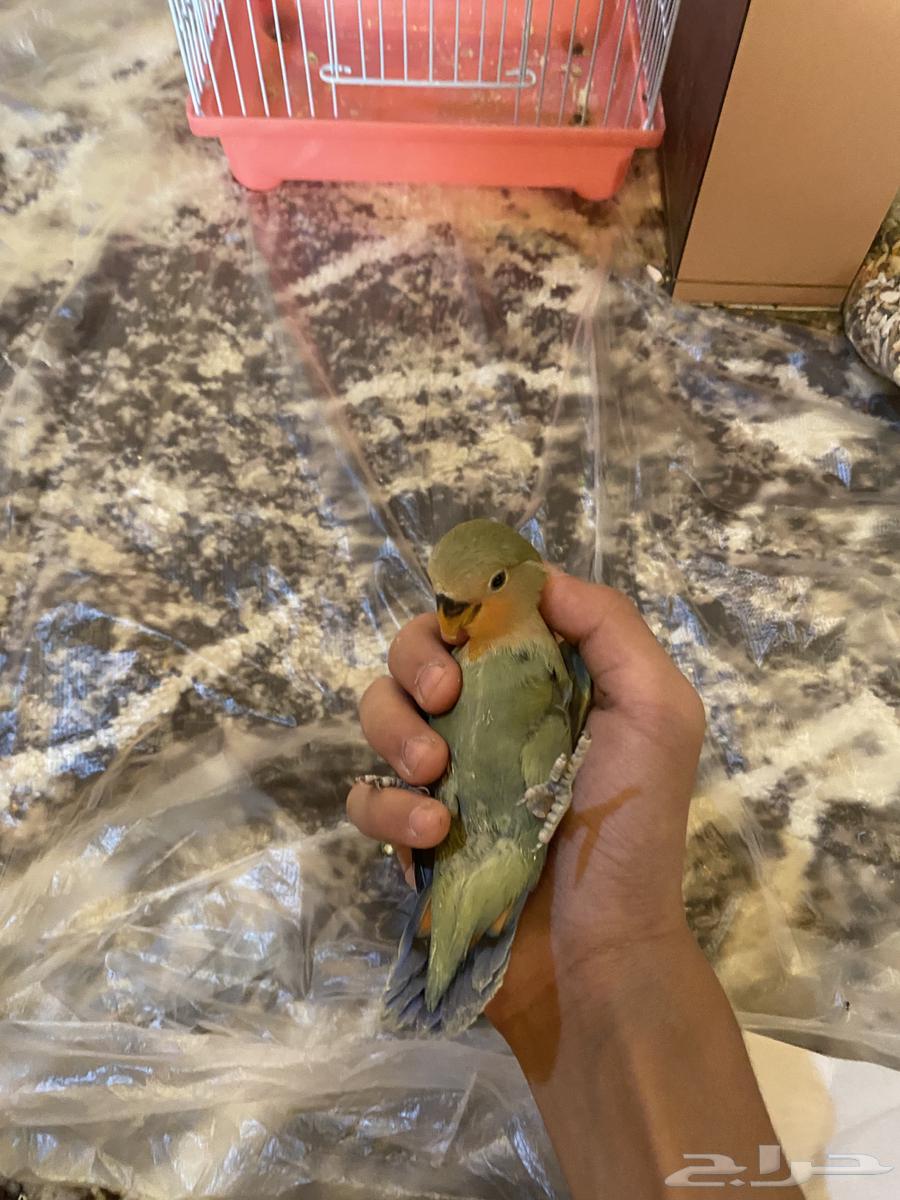 Day-old chicks for sale (Sold)63667807323906110