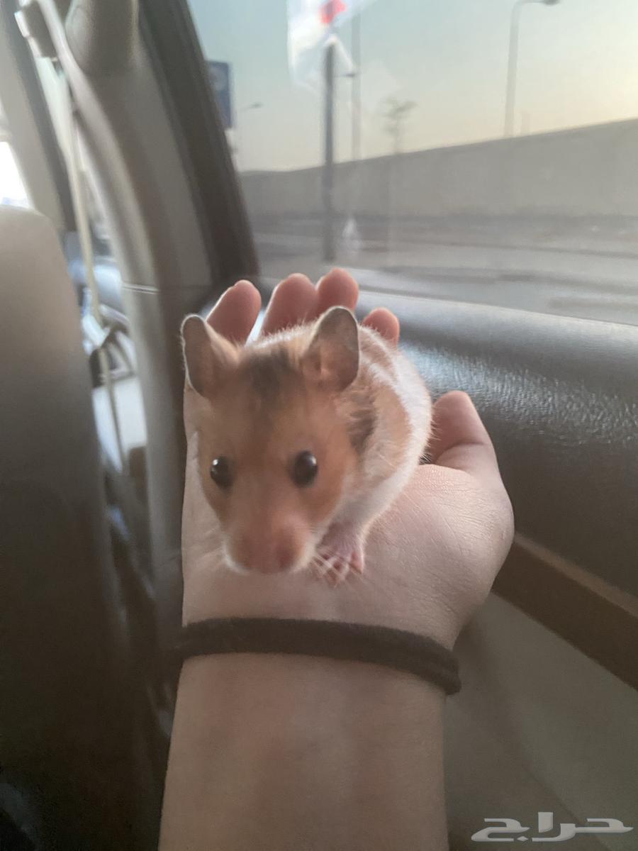 Syrian hamster, one and a half months old, very tame63674722551427111