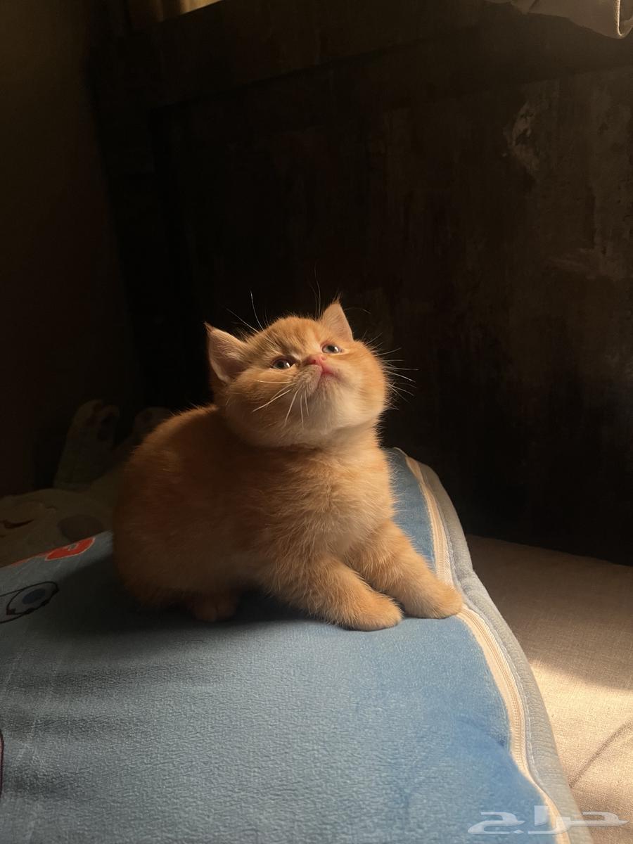 قطط سكوتش ذكور63672258165506114