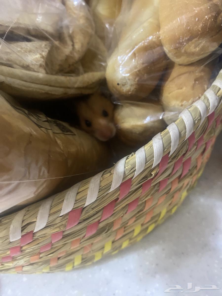 Syrian hamster, one and a half months old, very tame63674722551427110