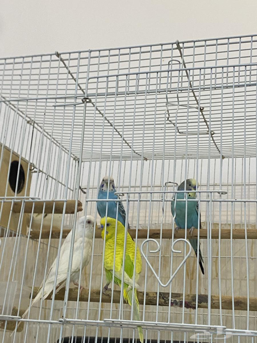 طيور ازواج بيع جملة63667804818435110