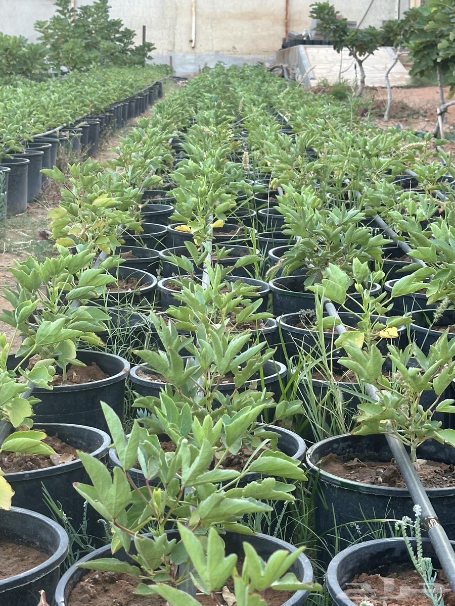 Red and White Roselle Seedlings, Crate 25 and 1663668731841538110