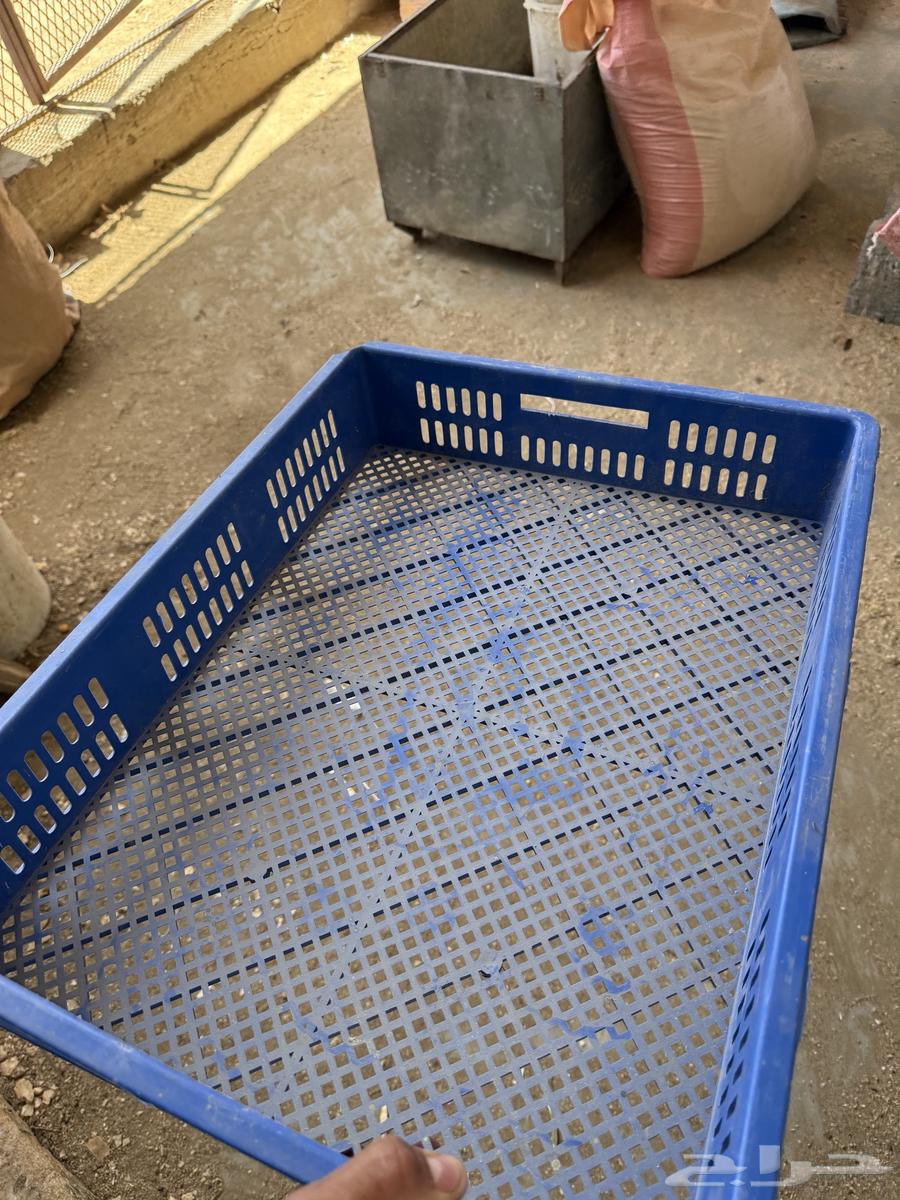اشبوك فقاسه نظيفه63671911802499111