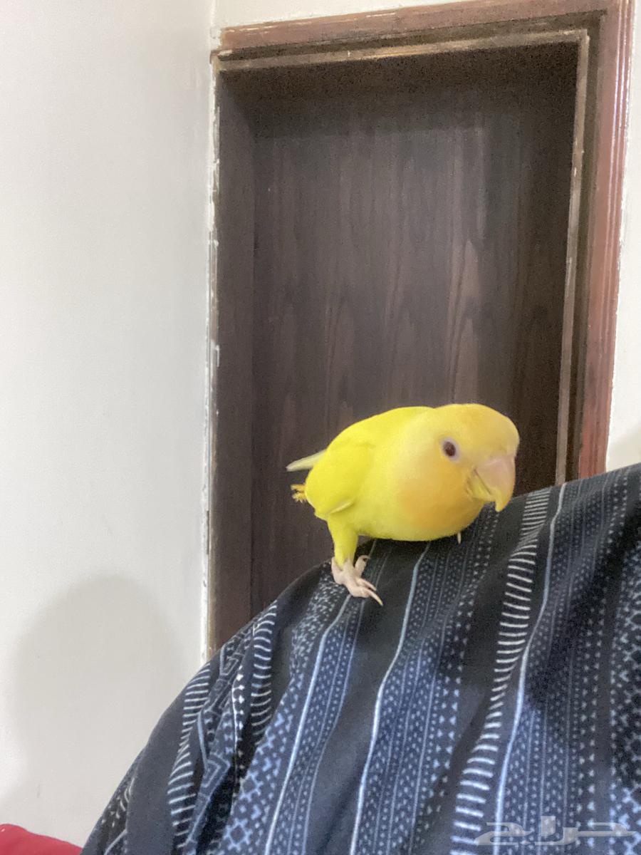 Alif's Internal Call Bird63675244790017114