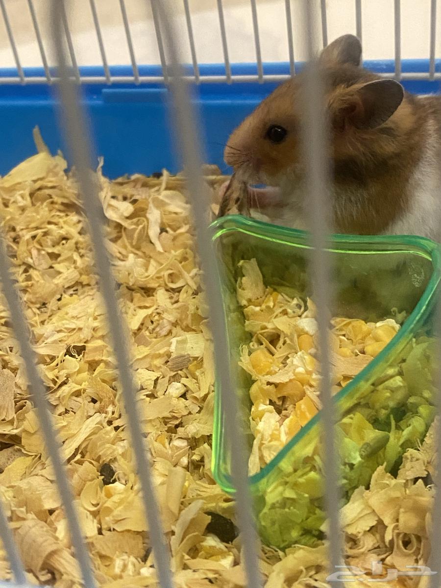 Syrian hamster, one and a half months old, very tame63674722551427114