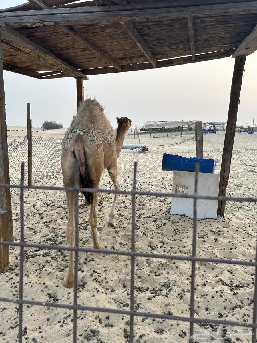 بكره للبيع63670000942849111