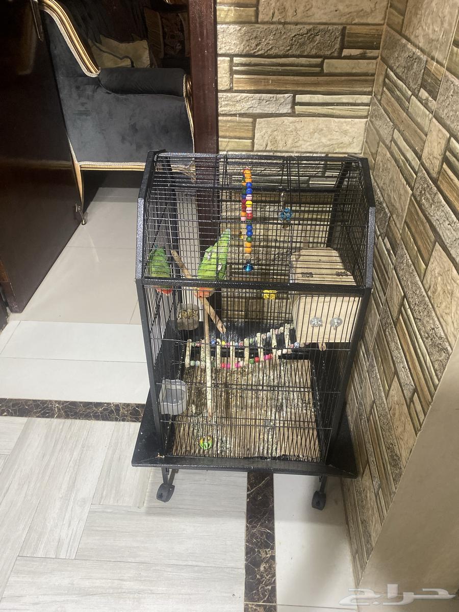 Birds of the Day63669642095874112