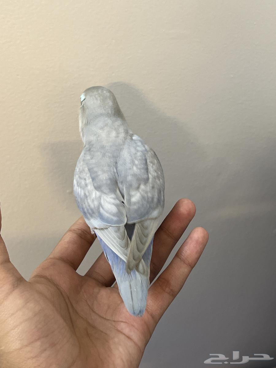 Rose bird for sale63667807259267111
