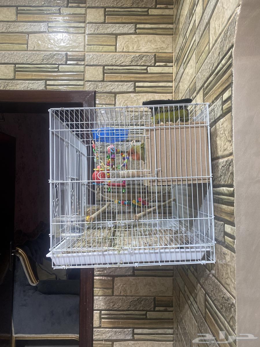 Birds of the Day63669642095874113