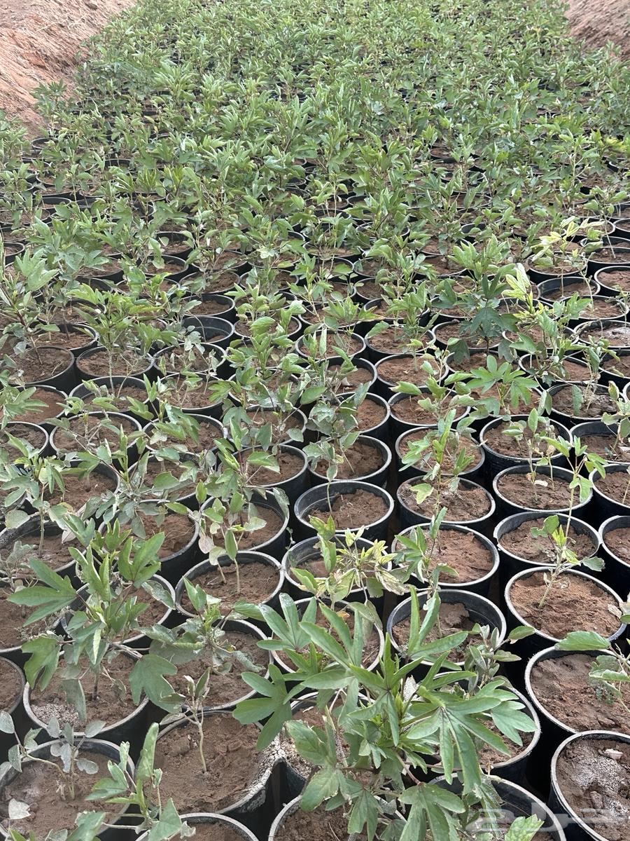 Red and White Roselle Seedlings, Crate 25 and 1663668731841538114