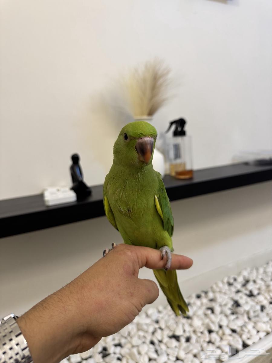 Indian Valley Bird63672447343107114
