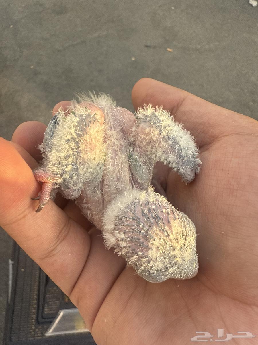 Quaker Chicks63672169959171110