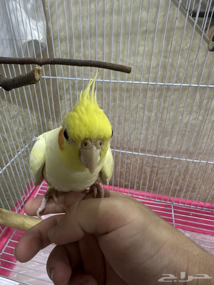 Cockatiel Bird63674722574339114
