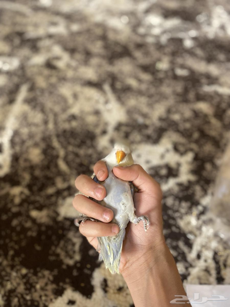 Day-old chicks for sale (Sold)63667807323906113