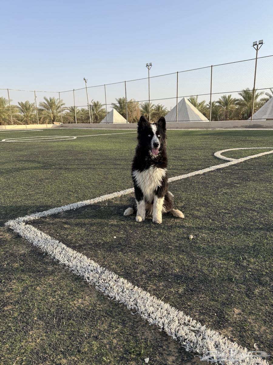 كلب بوردر كولي63674370495747111