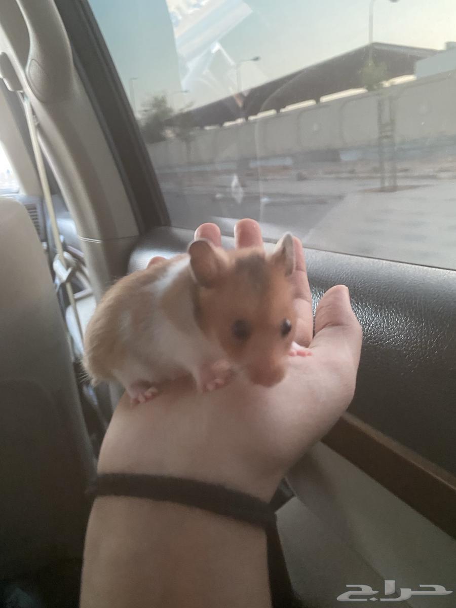 Syrian hamster, one and a half months old, very tame63674722551427112