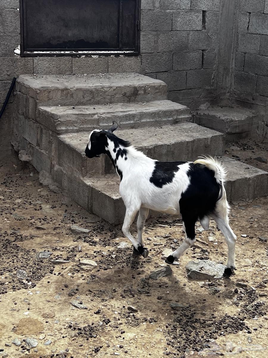 تيس للبيع63670177845122113