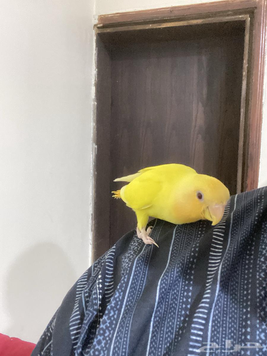 Alif's Internal Call Bird63675244790017113