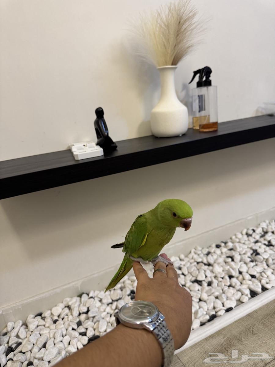 Indian Valley Bird63672447343107111