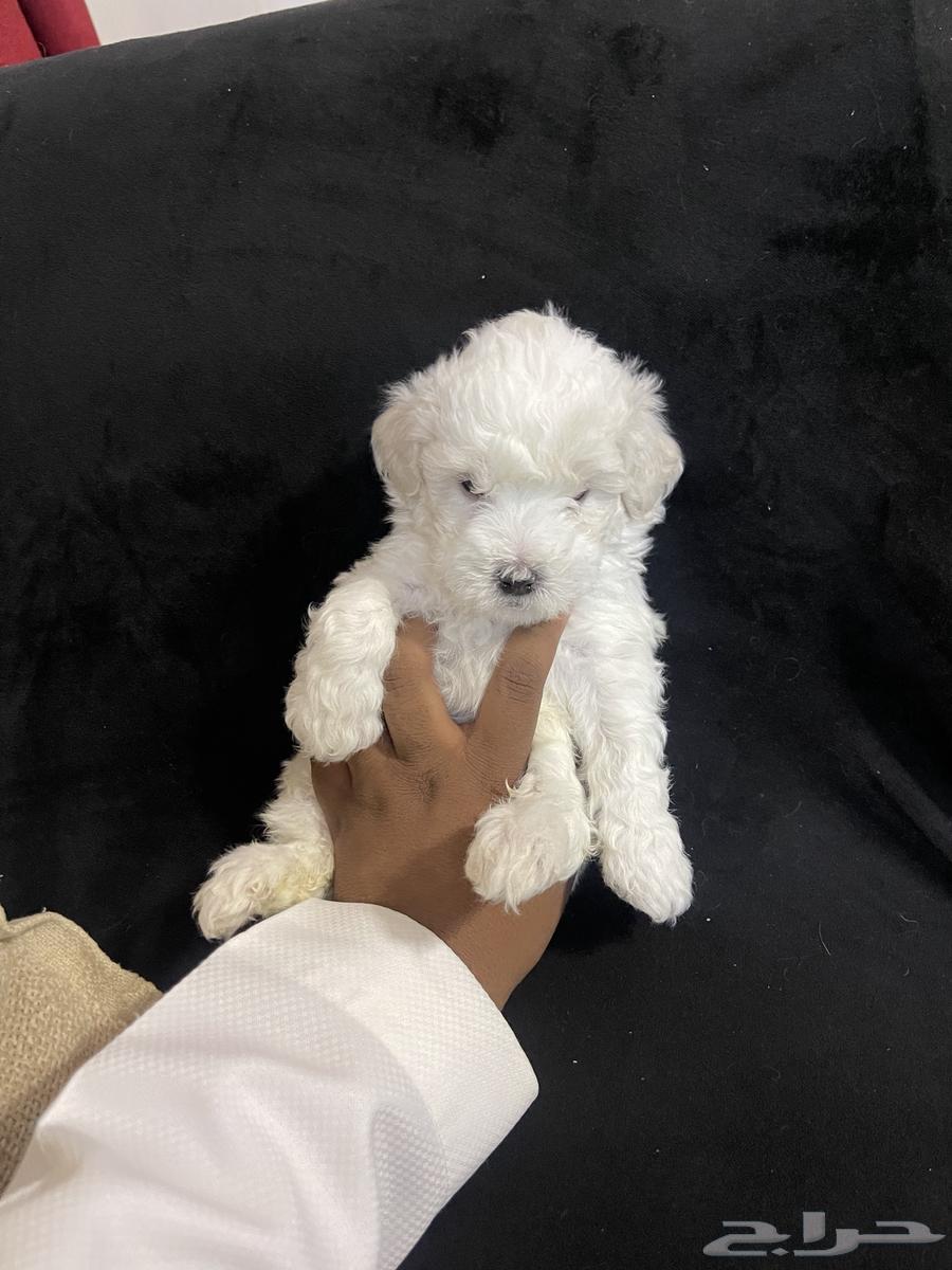 Maltese puppies from me63667911868931112