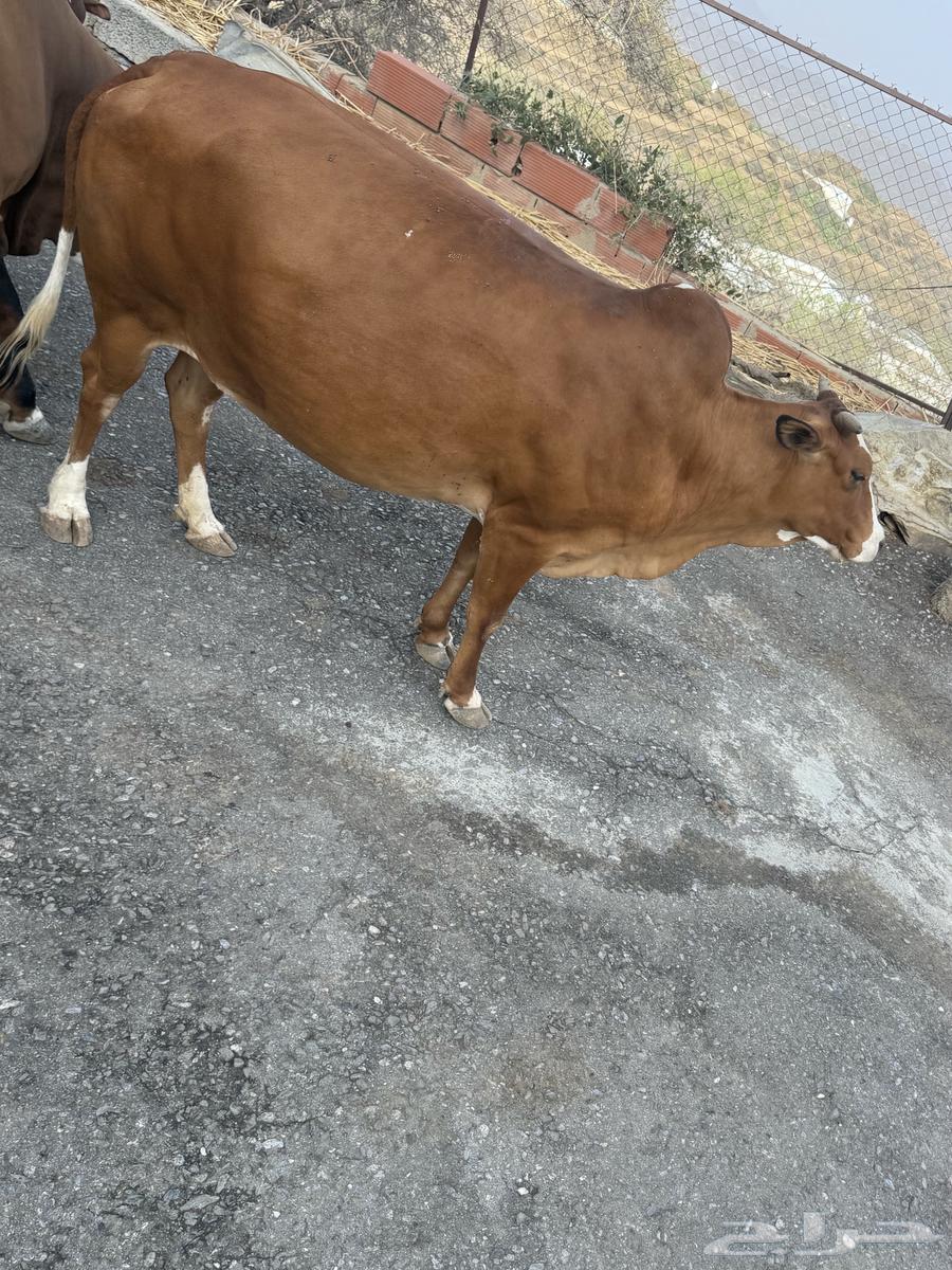 بقرة انثى للبيع63674808721665113