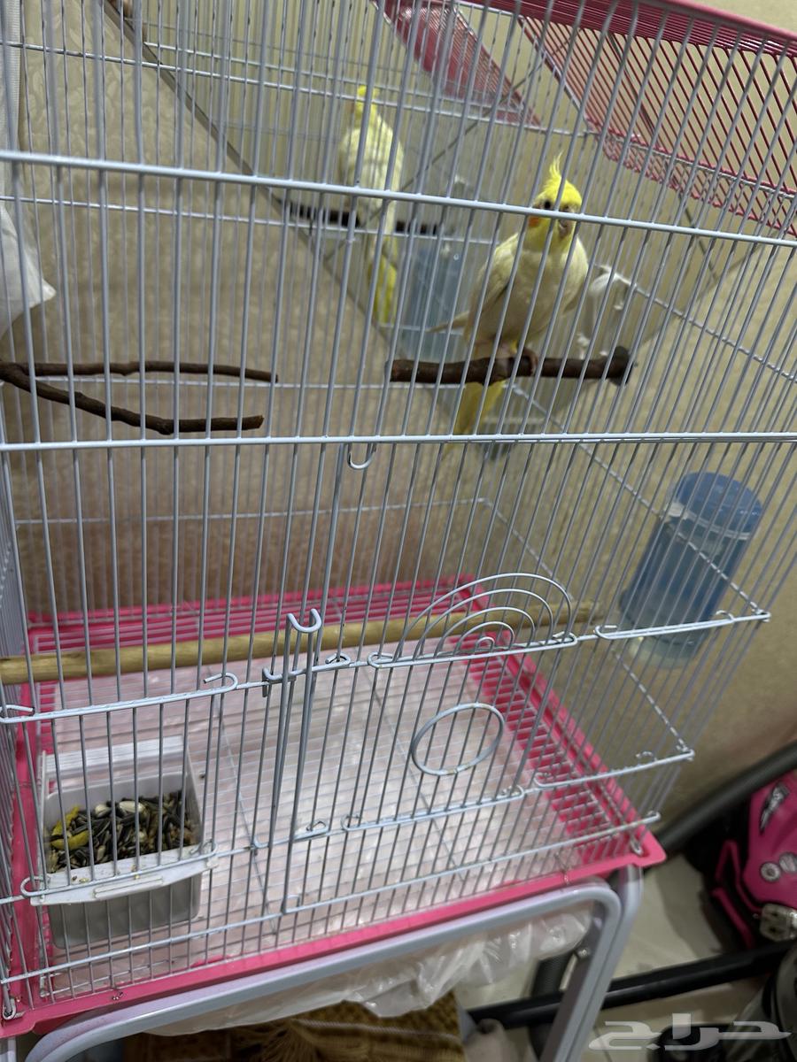 Cockatiel Bird63674722574339112
