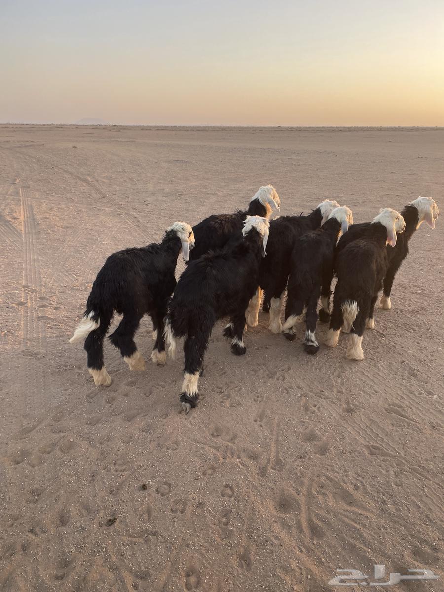 Bahm Najd63673280047875112