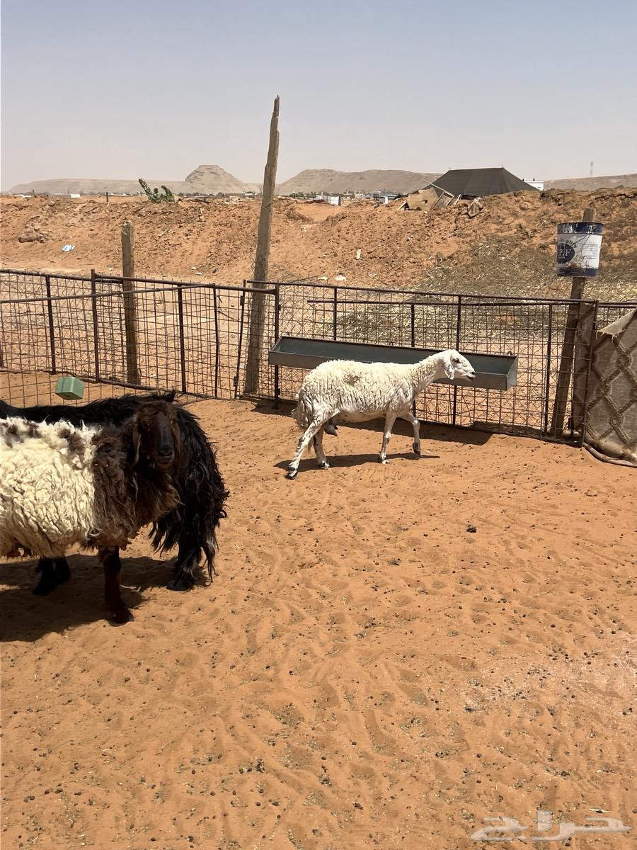 للبيع غنم طيبه .63668923687171113