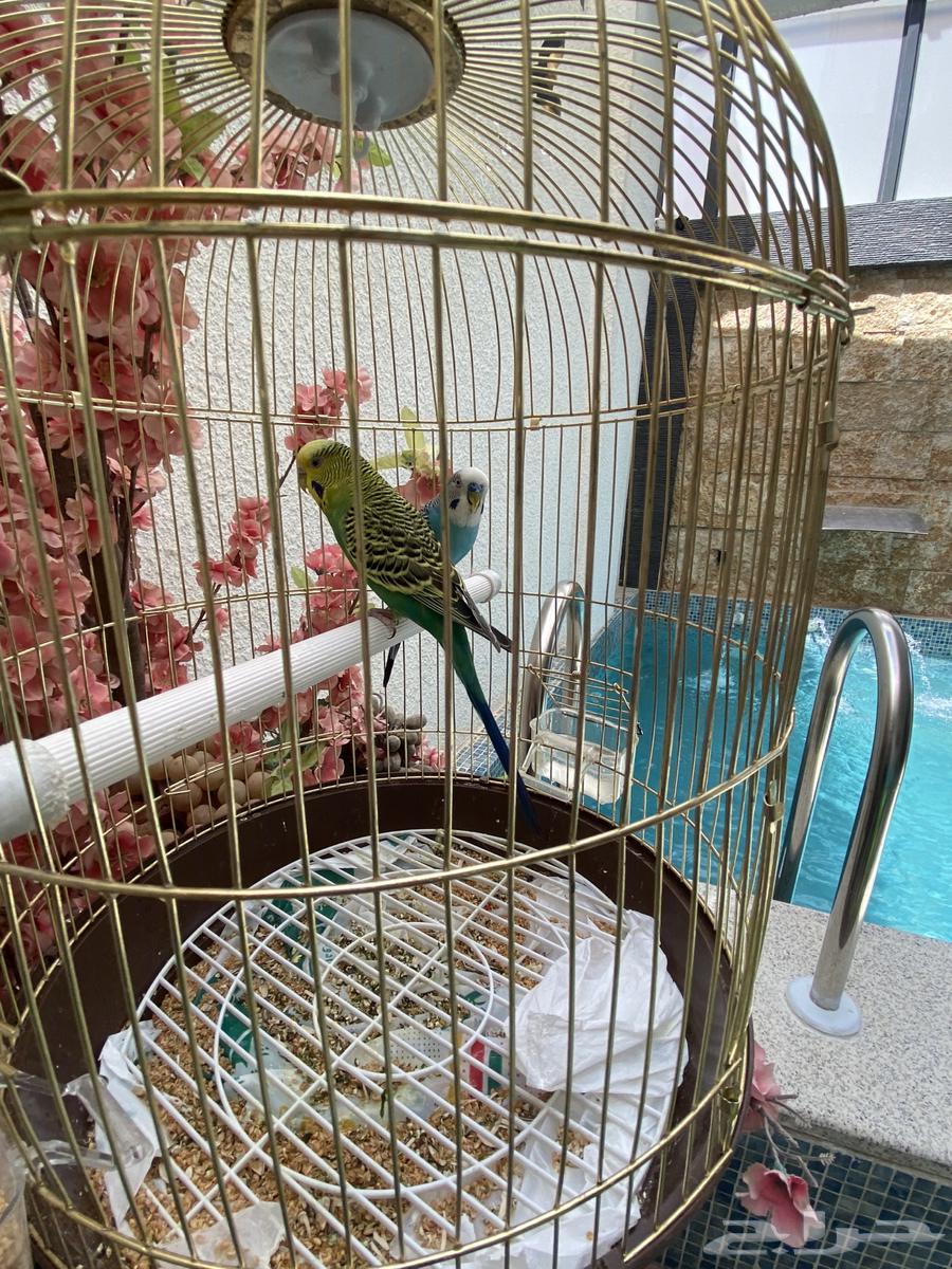Love Birds Budgie Attractive Colors63670000712449110