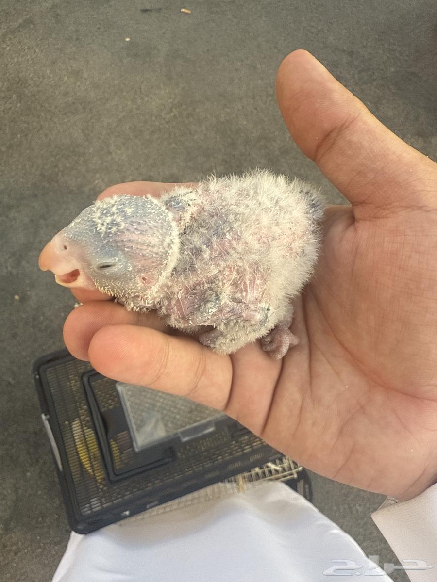Quaker Chicks63672169959171111