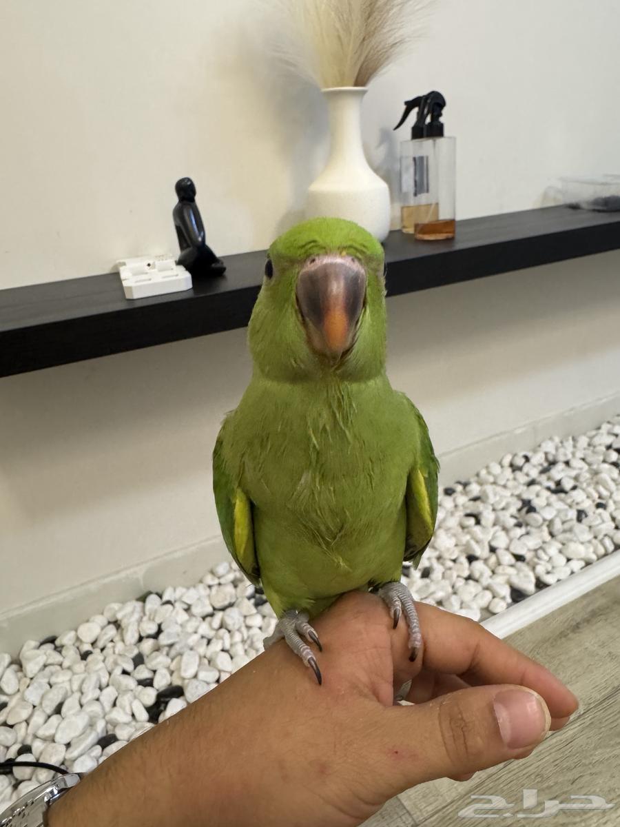Indian Valley Bird63672447343107110