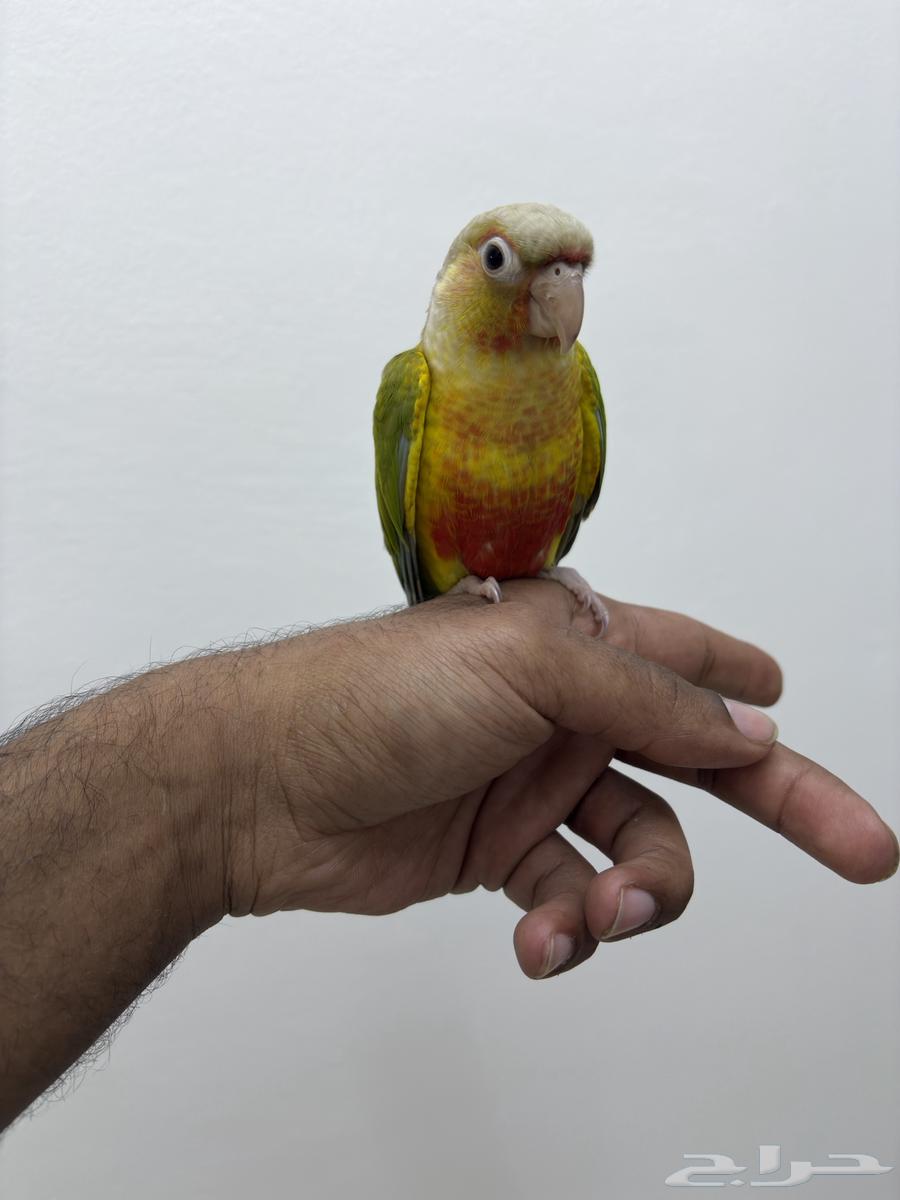 Tame and friendly Conure Parrot63671911685763111