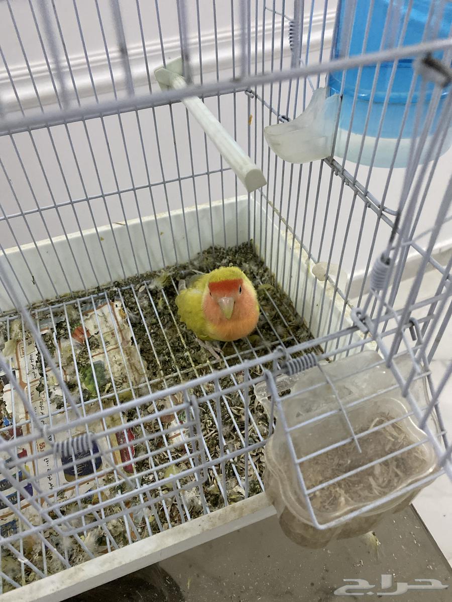 Female rose lovebird for sale, laying eggs without a male, I have three eggs63672091013635110