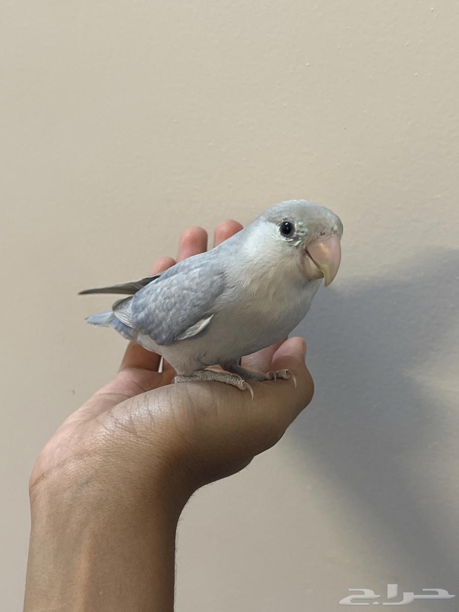 Rose bird for sale63667807259267110