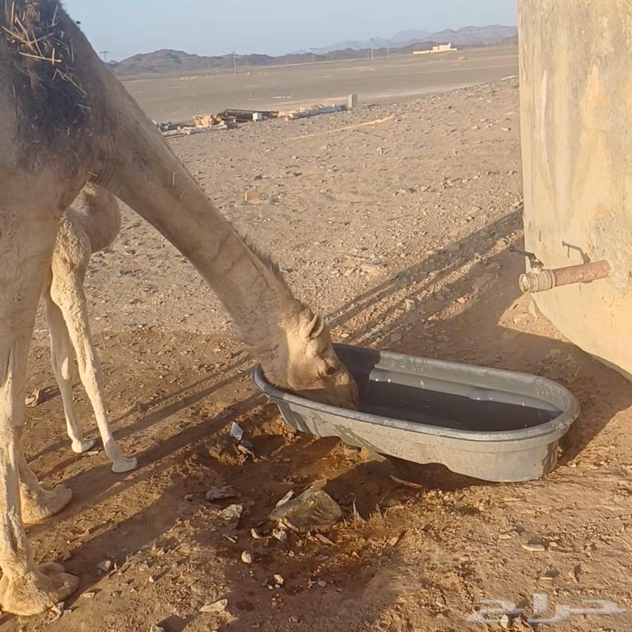 خلفه مصغر تم البيع63669014990209112