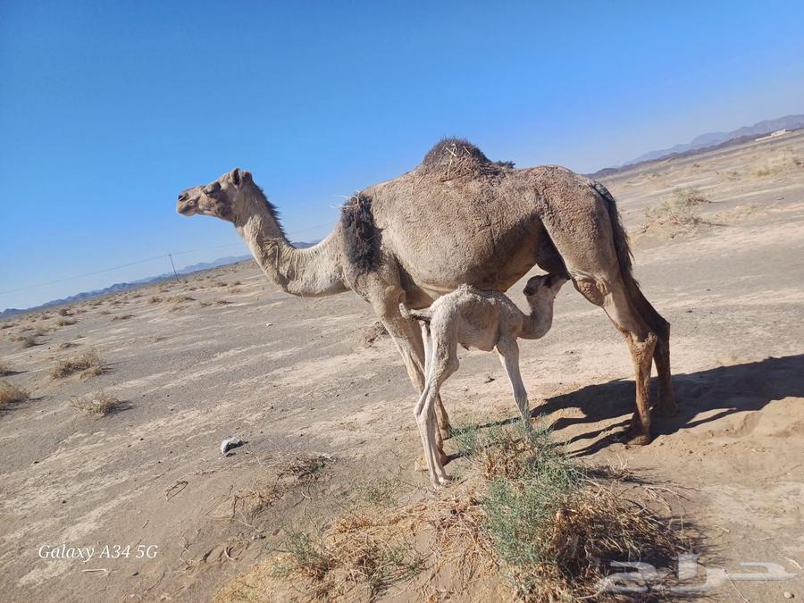 خلفه مصغر تم البيع63669014990209110