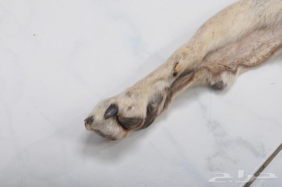 Russian Wolf Fur Jacket for Sale, Conditioned63667807279617111