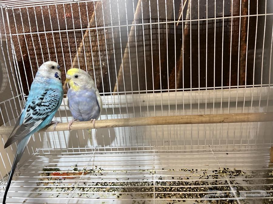 Budgie63675601578113110
