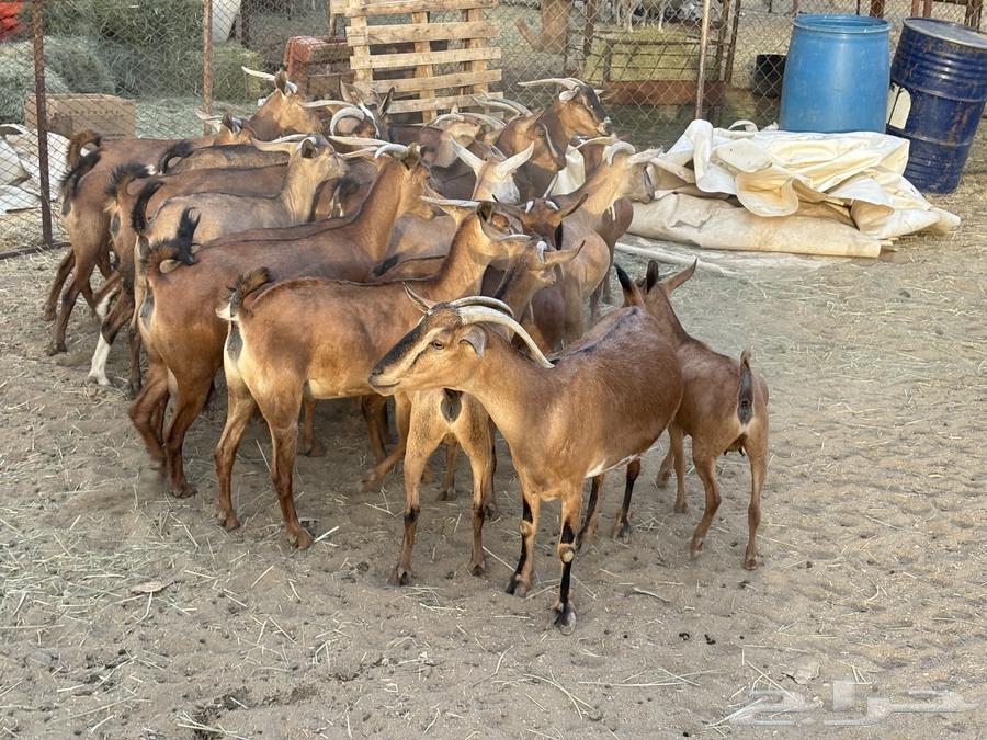 Goats for sale, good quality 20 (sold)63670089442562114