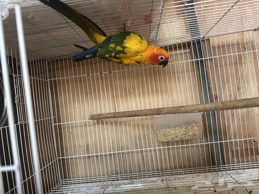 Sun Knior Males63672749680771114