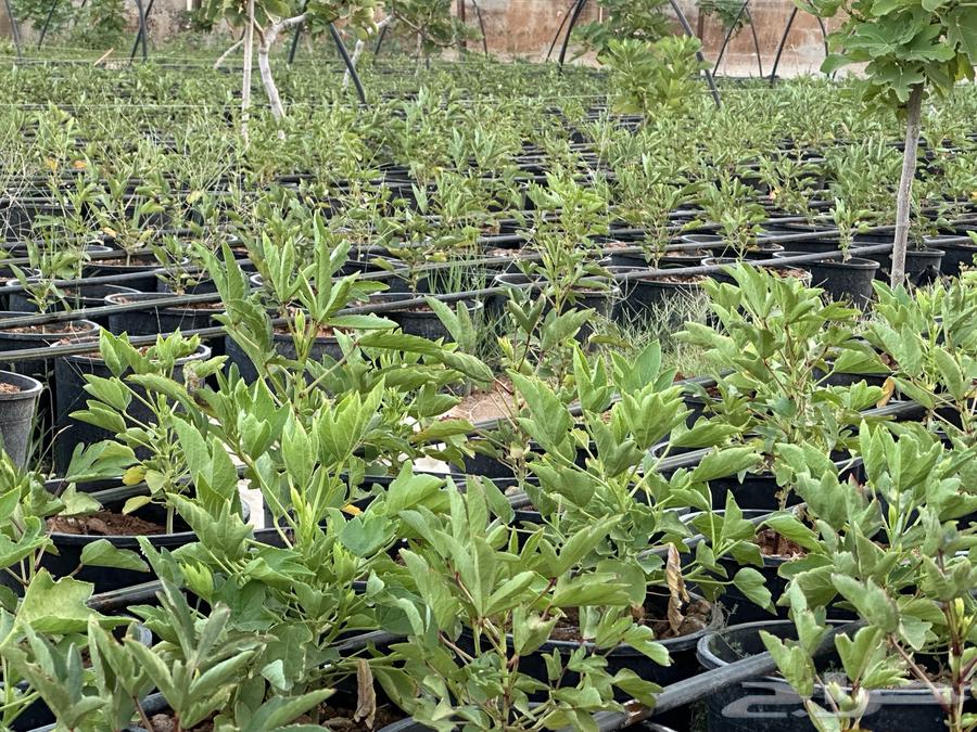 Red and White Roselle Seedlings, Crate 25 and 1663668731841538111