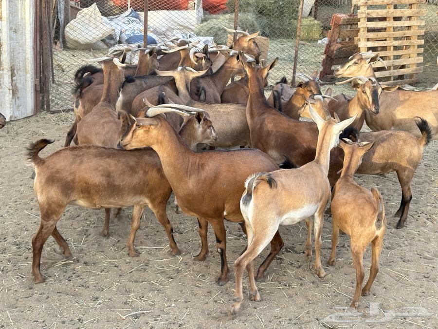 Goats for sale, good quality 20 (sold)63670089442562113